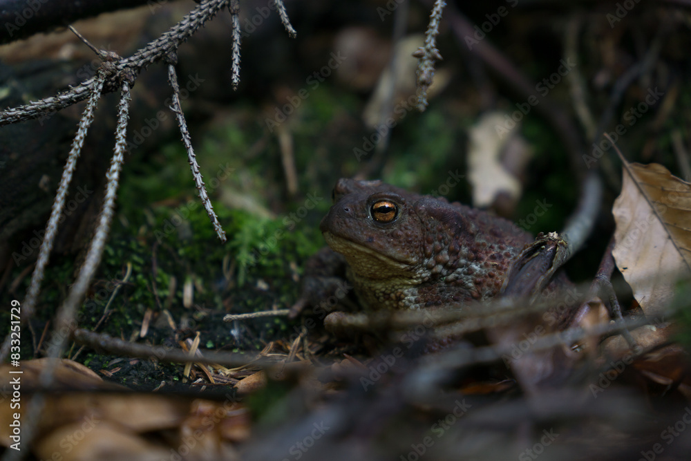 Obraz premium toad in his forest home