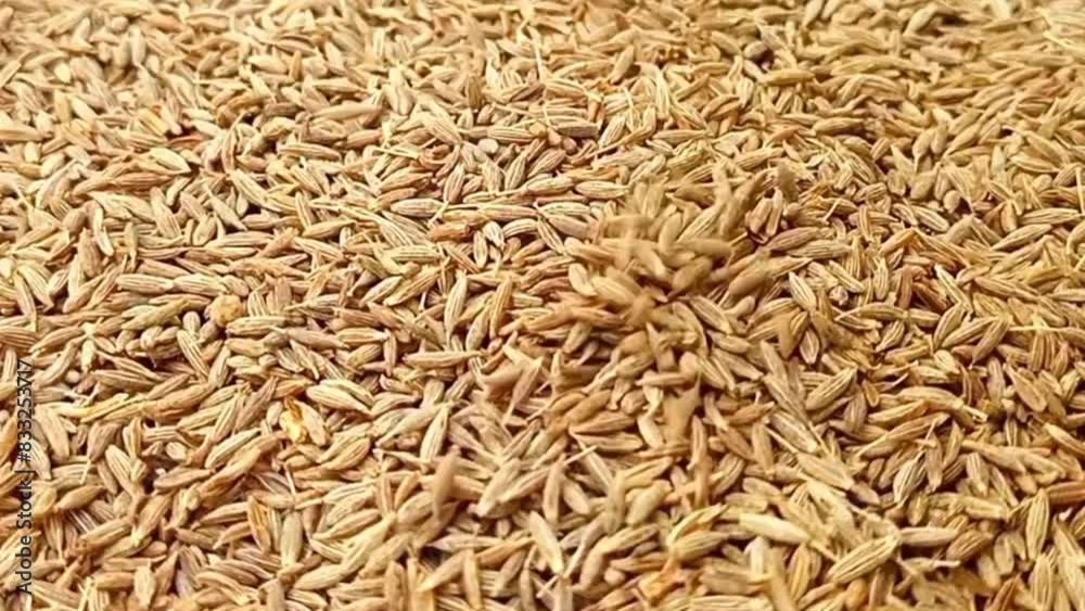 Cumin seeds fall on rotating full frame background, micro shot, spinning, herbs and spices. Cumin seeds fall on rotating full frame background, micro shot, spinning, herbs and spices.