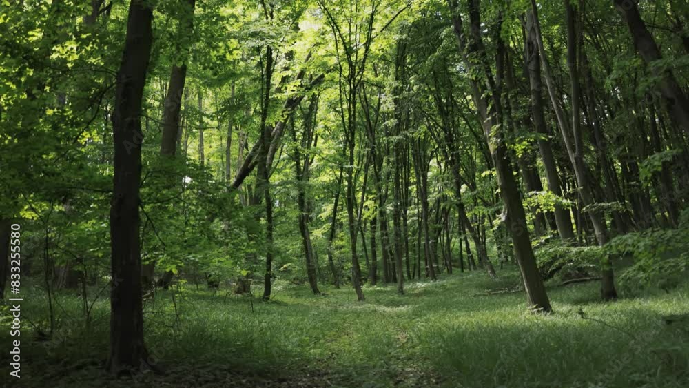 Explore a lush green forest teeming with a variety of trees, creating a rich canopy above and a dense undergrowth below. Explore a lush green forest teeming with a variety of trees, creating a rich canopy above and a dense undergrowth below.