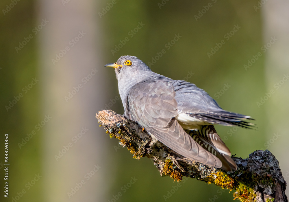 Common cuckoo - in spring at a wet forest Common cuckoo - in spring at a wet forest