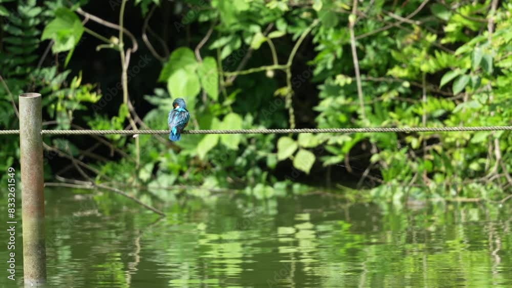 common kingfisher in a pond common kingfisher in a pond