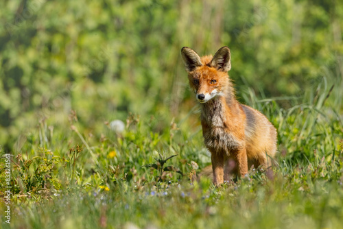 Red fox - in the wet forest in spring © Simonas