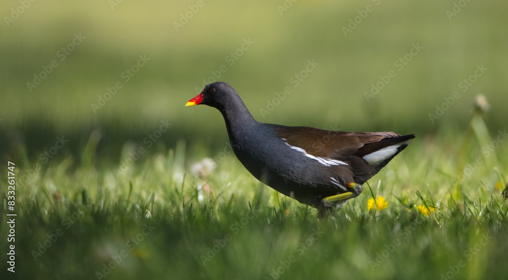 The common moorhen - adult bird in spring The common moorhen - adult bird in spring