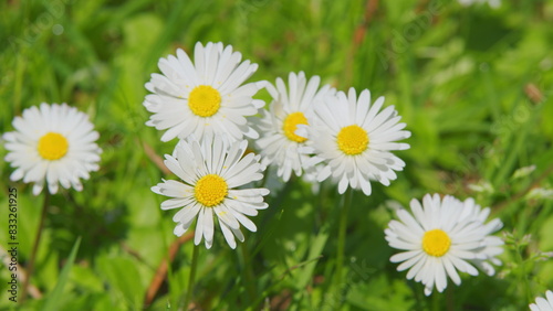 Daisy Flower On Green Meadow. White Chamomiles On Green Grass Background. Close up.