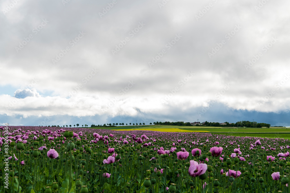 field of poppy field of poppy
