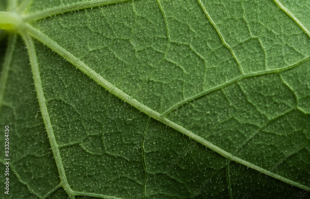 close up of green leaf close up of green leaf