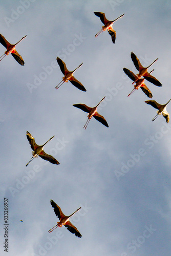 Photography flock of flamingos in flight