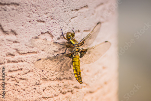 A detailed view of a dragonfly perched on a surface
