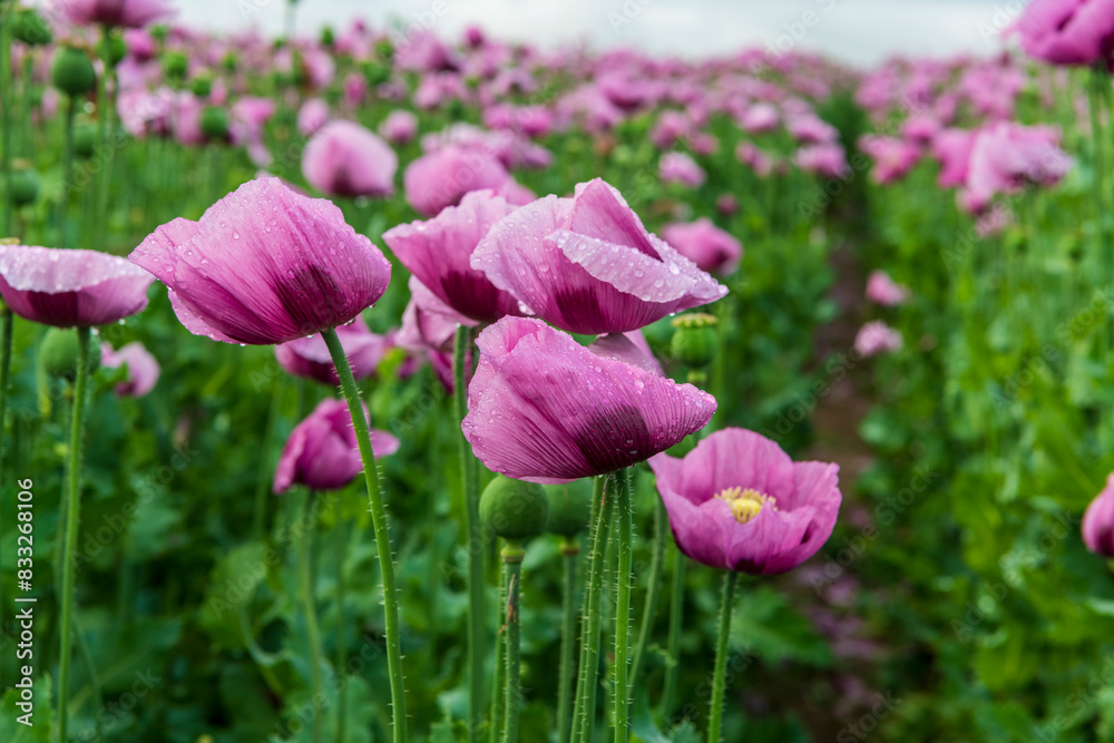 field of poppies field of poppies