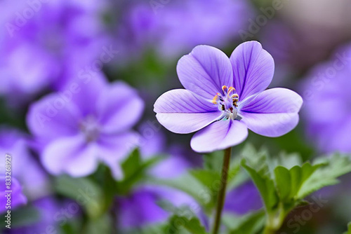 Madagascar-periwinkle-plant 