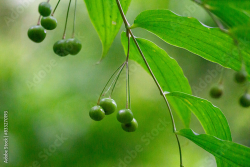 Polygonatum biflorum (smooth Solomon's-seal, great Solomon's-seal, Solomon's seal). Smooth Solomon's-seal has had nearly a dozen uses in herbal medicine photo