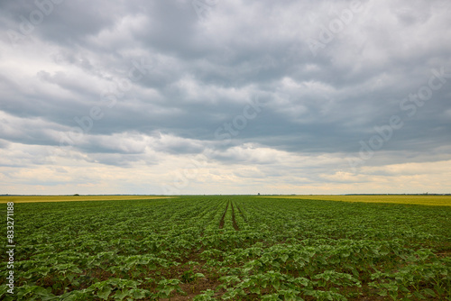 landscape with a young sunflower crop