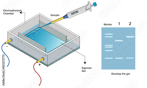 Agarose Gel Electrophoresis Instrumentation Vector Illustration, Science Lab Equipment, DNA Analysis Diagram.