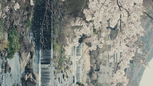 Falling Petals And Cherry Tree In Bloom With Waterfalls In Background In Hakone, Japan. vertical shot photo