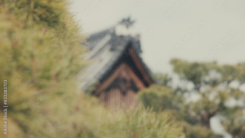 Pine Trees Outside Japanese Castle With Gable Roof In Kyoto, Japan. rack focus Pine Trees Outside Japanese Castle With Gable Roof In Kyoto, Japan. rack focus