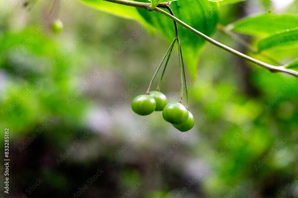 Polygonatum biflorum (smooth Solomon's-seal, great Solomon's-seal, Solomon's seal). Smooth Solomon's-seal has had nearly a dozen uses in herbal medicine Polygonatum biflorum (smooth Solomon's-seal, great Solomon's-seal, Solomon's seal). Smooth Solomon's-seal has had nearly a dozen uses in herbal medicine