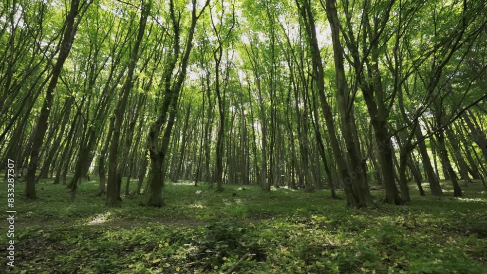 Man explores a thriving forest teeming with lush greenery and countless towering trees. Man explores a thriving forest teeming with lush greenery and countless towering trees.