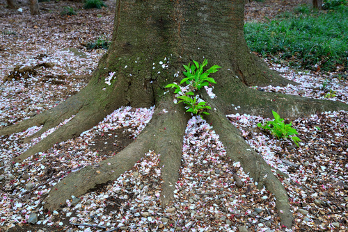 桜の花びらが散った樹の根元