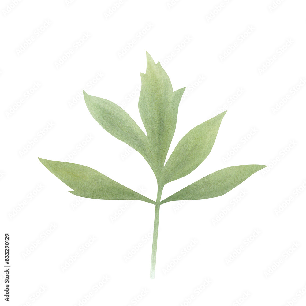 Fototapeta premium Green peony leaves isolated on white background. Hand drawn watercolor botanical illustration. Element for design, cards, invitations, congratulations, packaging, print, fabric, advertising.