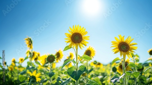 Vibrant sunflowers reaching towards the sun under a clear blue sky  depicting the sheer beauty of nature in full bloom
