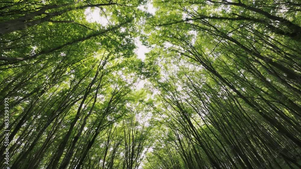 The video showcases a dense forest teeming with an abundance of vibrant green trees, creating a lush and thriving ecosystem. The video showcases a dense forest teeming with an abundance of vibrant green trees, creating a lush and thriving ecosystem.