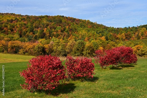 colorful fall foliage  on  a hillside with red burning bushes on a sunny autumn day near gettysburg, adams county, pennsylvania photo