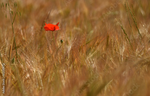 amapolas en primavera