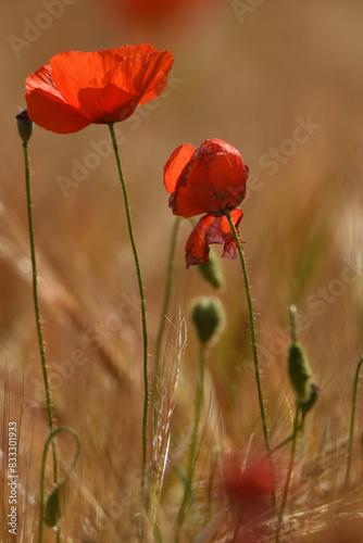 amapolas en primavera