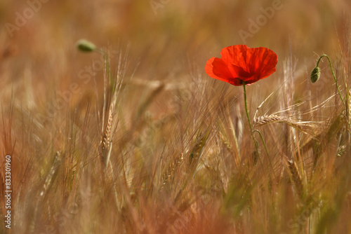 amapolas en primavera