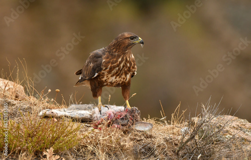 aguila ratonero en la sierra abulense.Avila Espa  a