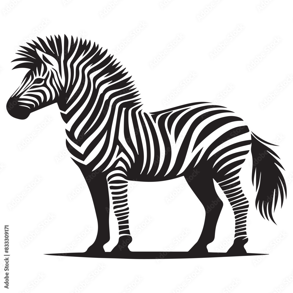 Obraz premium Graphical set of zebra isolated on white background, vector illustration