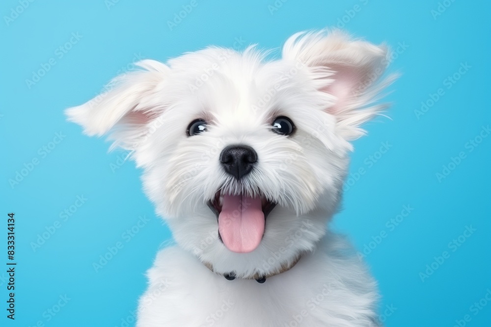 Adorable white puppy with tongue out against a blue background. Happy dog with fluffy fur, bright eyes, and a joyful expression. Adorable white puppy with tongue out against a blue background. Happy dog with fluffy fur, bright eyes, and a joyful expression.