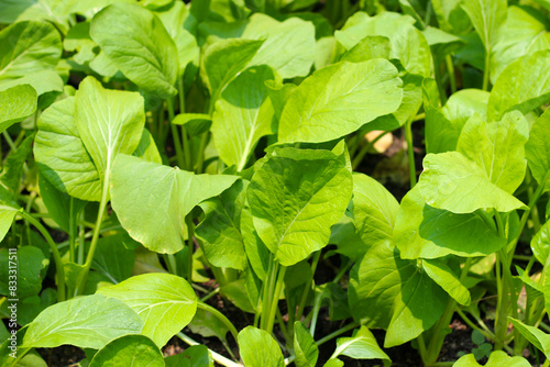 Wallpaper Mural Green choy planting in vegetable plot Torontodigital.ca