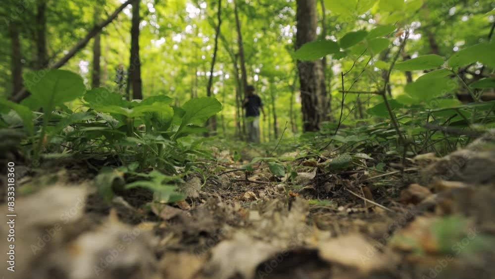 Man explores a thriving forest teeming with lush greenery and countless towering trees. Man explores a thriving forest teeming with lush greenery and countless towering trees.