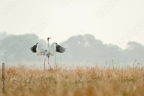 Sarus crane flapping wings against grassy background. Winter morning. photo