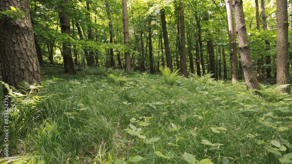 The video showcases a dense wooded area filled with tall grass and towering trees. The camera pans through the forest capturing the natural beauty of the surroundings.