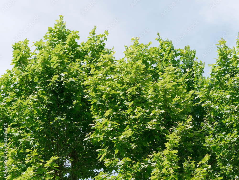 beautiful green foliage of trees in spring beautiful green foliage of trees in spring