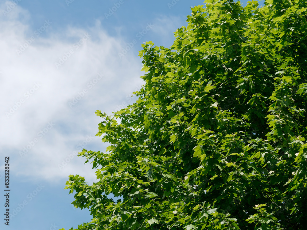 beautiful green foliage of trees in spring beautiful green foliage of trees in spring