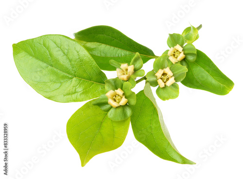 Close up of blooming persimmon buds isolated on white background