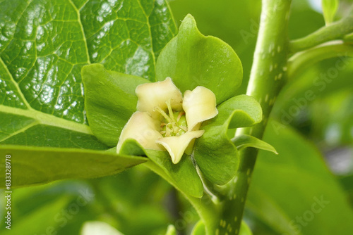 Blooming persimmon buds in the garden