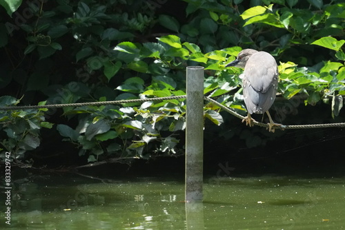 young black crowned night heron in a pond