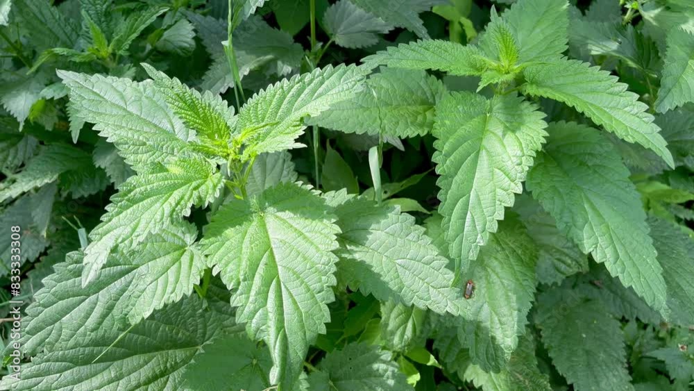 green nettle bush growing in the forest green nettle bush growing in the forest