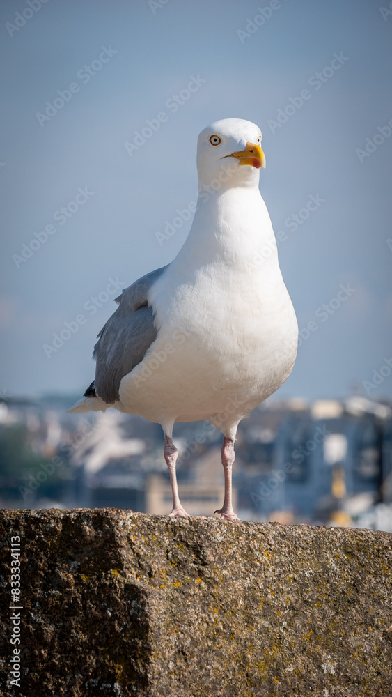 Obraz premium Goéland argenté 