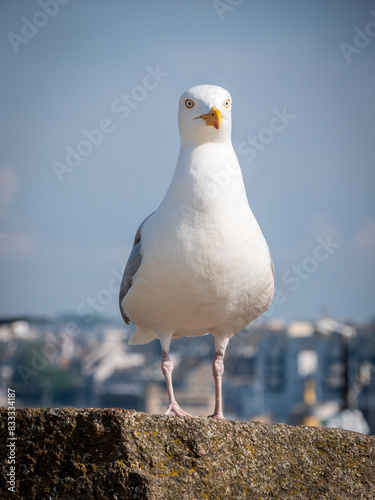 Goéland argenté  photo