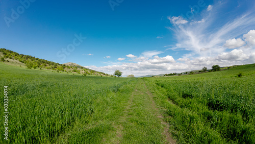 Pathway through a vibrant green meadow
