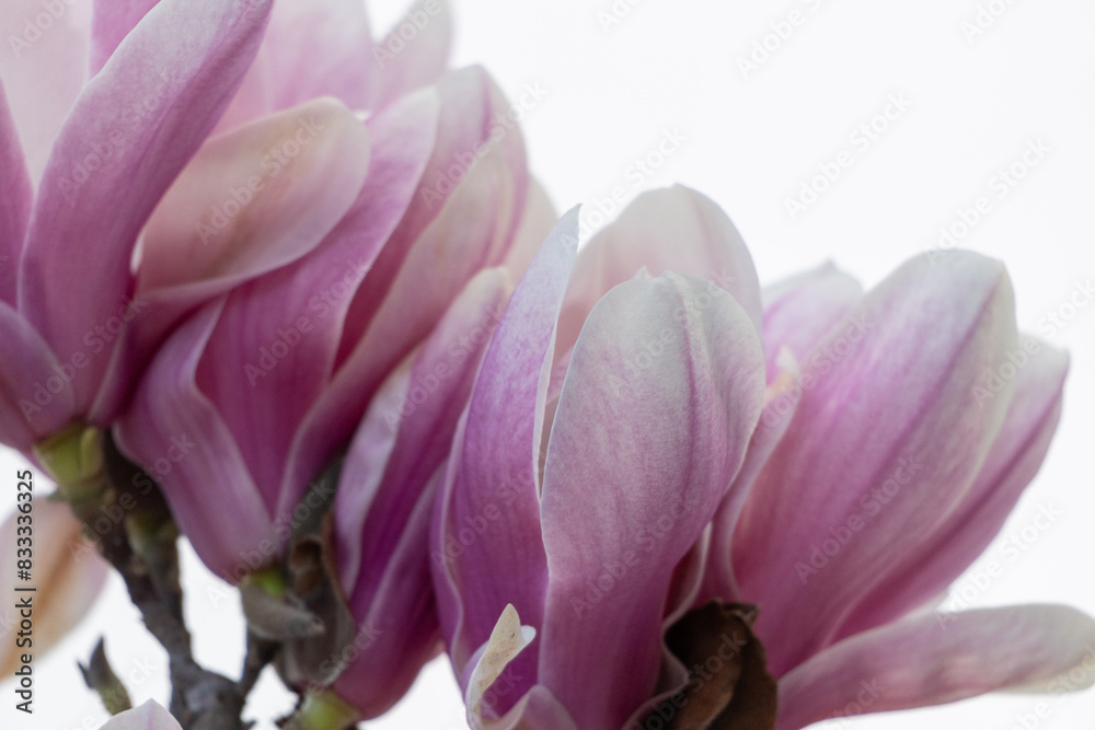 Fototapeta premium Magnolia Sulanjana flowers with petals in the spring season. beautiful pink magnolia flowers in spring, selective focusing.