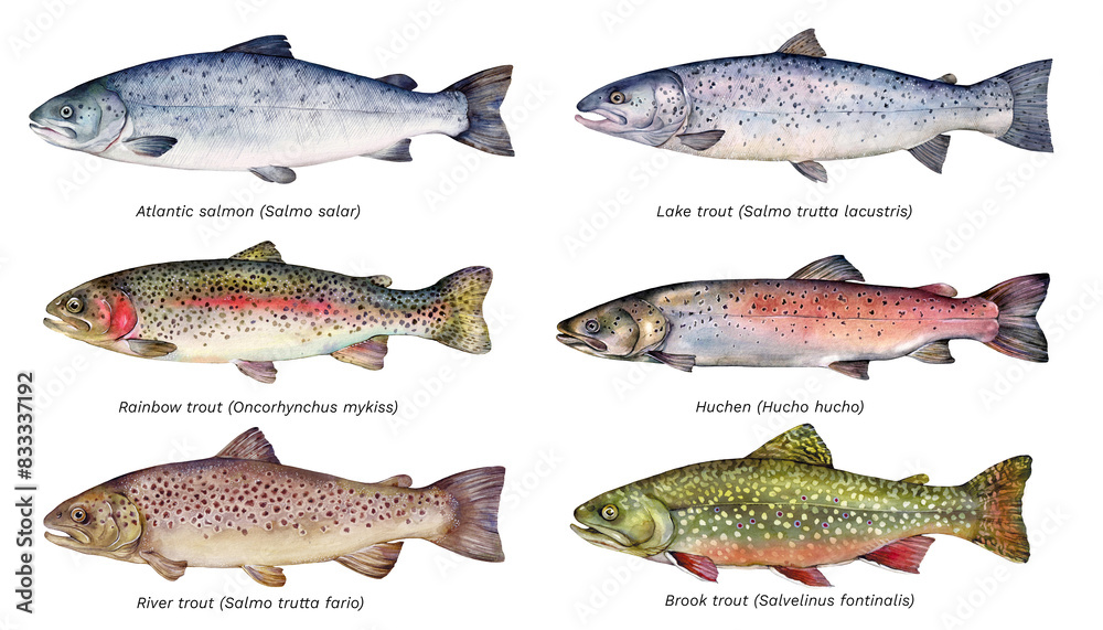 Φωτογραφία Watercolor set of Salmonidae fish: Atlantic salmon, Lake trout, Rainbow trout, Huchen, River trout, Brook trout