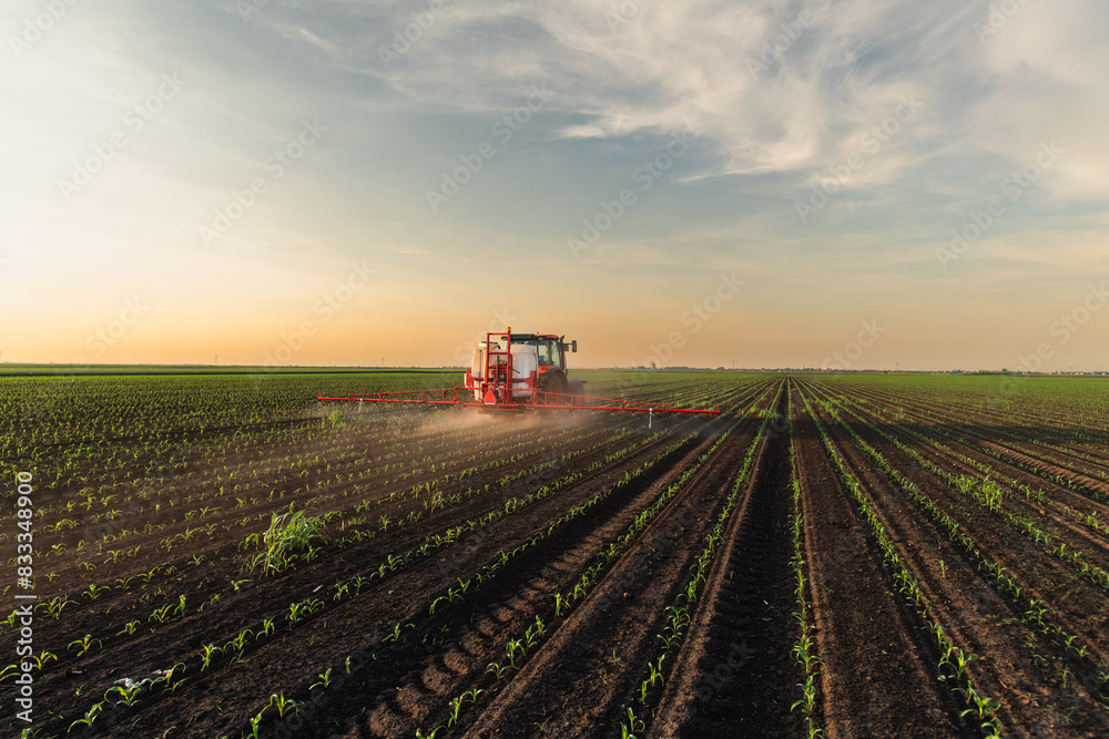 Tractor spraying corn field in sunset Tractor spraying corn field in sunset