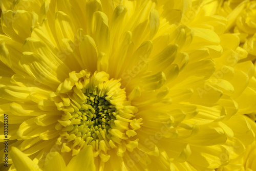 Macro of the center of yellow chrysanthemum flower.