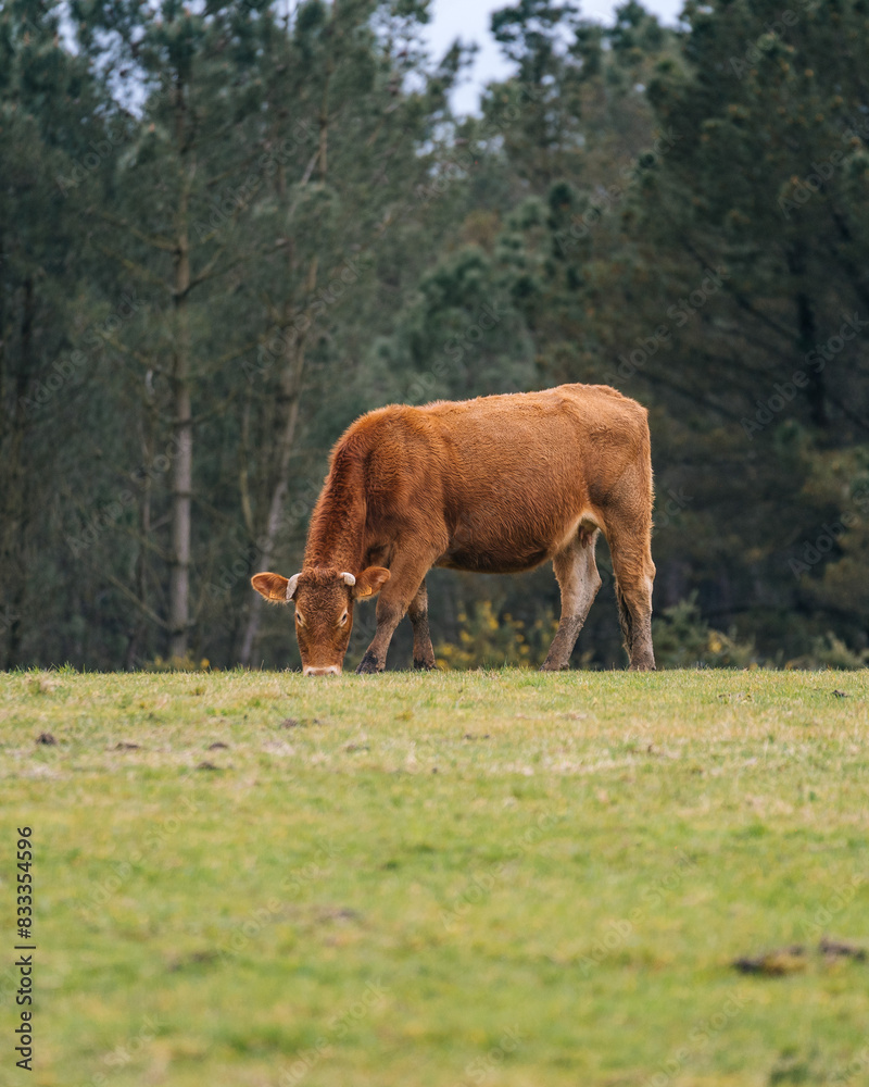 Cow Grazing Peacefully in a Lush Green Field Cow Grazing Peacefully in a Lush Green Field
